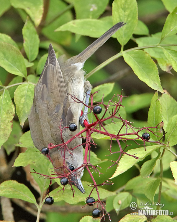 Penica čiernohlavá (Sylvia atricapilla)