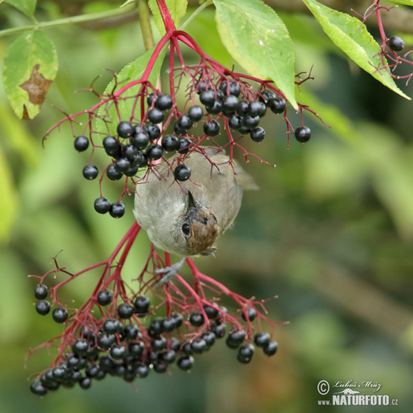 Penica čiernohlavá (Sylvia atricapilla)