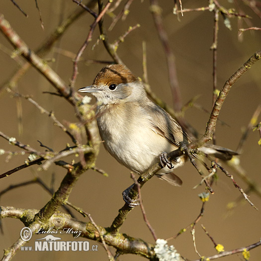 Penica čiernohlavá (Sylvia atricapilla)