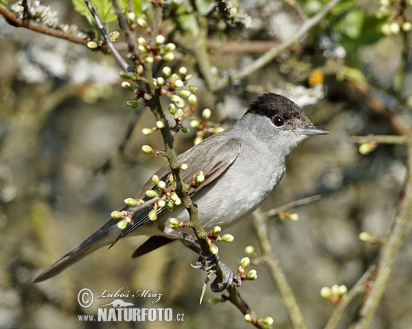 Penica čiernohlavá (Sylvia atricapilla)