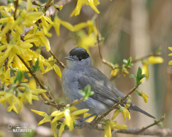 Penica čiernohlavá (Sylvia atricapilla)