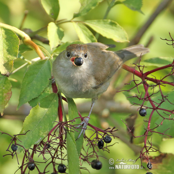 Penica čiernohlavá (Sylvia atricapilla)