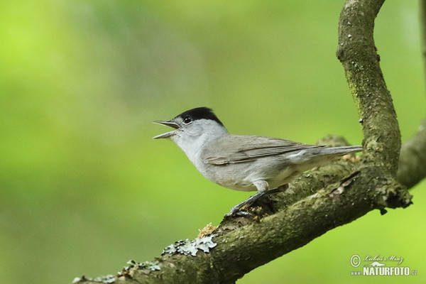 Penica čiernohlavá (Sylvia atricapilla)