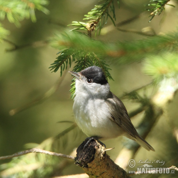 Penica čiernohlavá (Sylvia atricapilla)