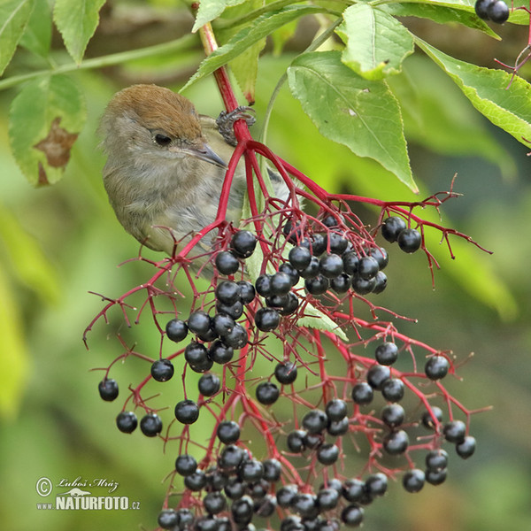 Penica čiernohlavá (Sylvia atricapilla)