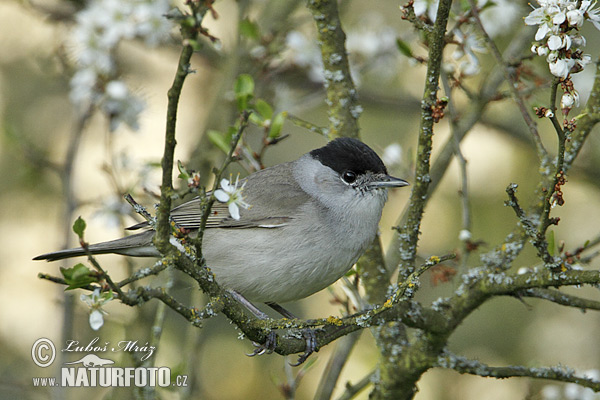 Penica čiernohlavá (Sylvia atricapilla)