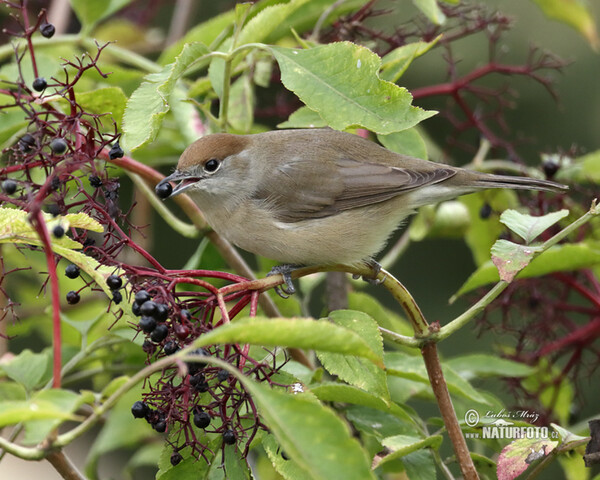 Penica čiernohlavá (Sylvia atricapilla)