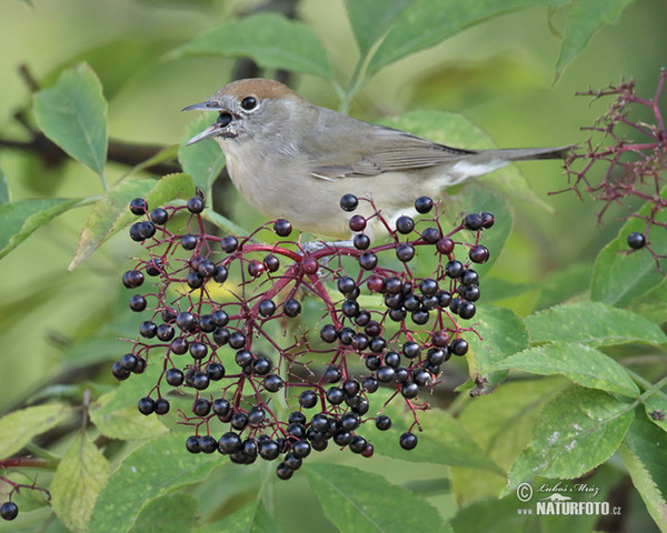 Penica čiernohlavá (Sylvia atricapilla)