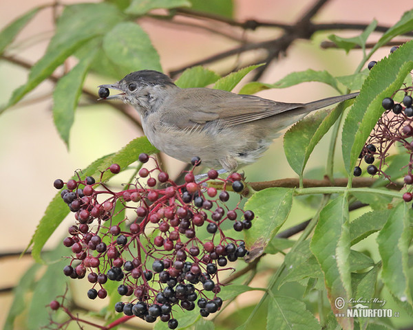 Penica čiernohlavá (Sylvia atricapilla)