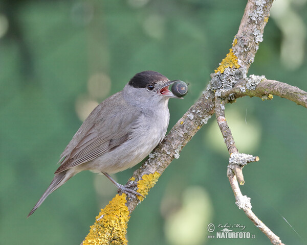 Penica čiernohlavá (Sylvia atricapilla)