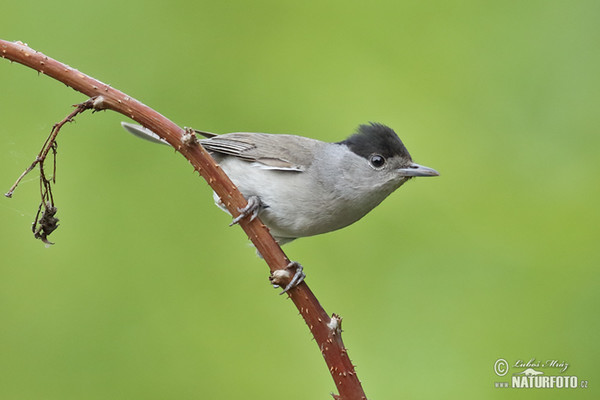 Penica čiernohlavá (Sylvia atricapilla)