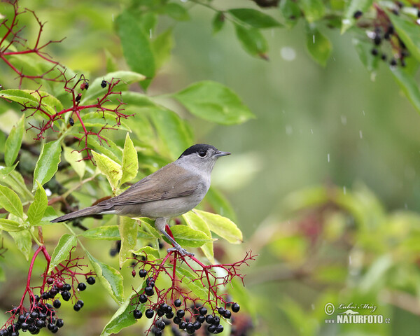 Penica čiernohlavá (Sylvia atricapilla)