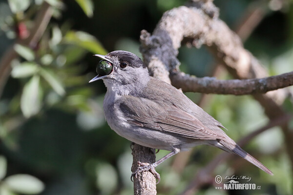 Penica čiernohlavá (Sylvia atricapilla)