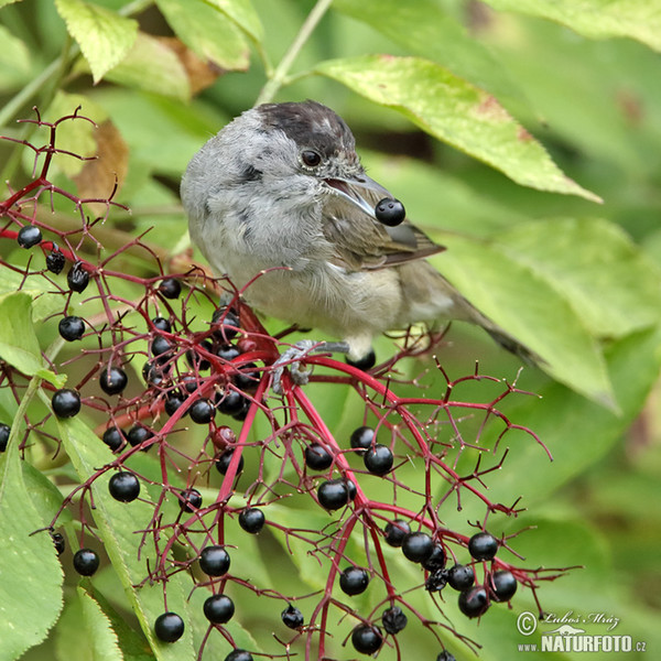 Penica čiernohlavá (Sylvia atricapilla)