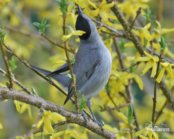 Penica čiernohlavá (Sylvia atricapilla)