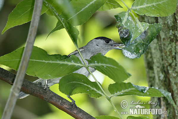 Penica čiernohlavá (Sylvia atricapilla)