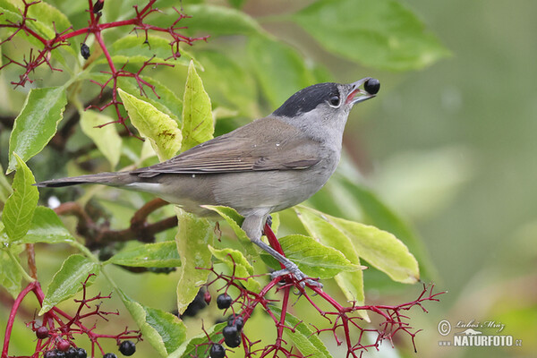 Penica čiernohlavá (Sylvia atricapilla)