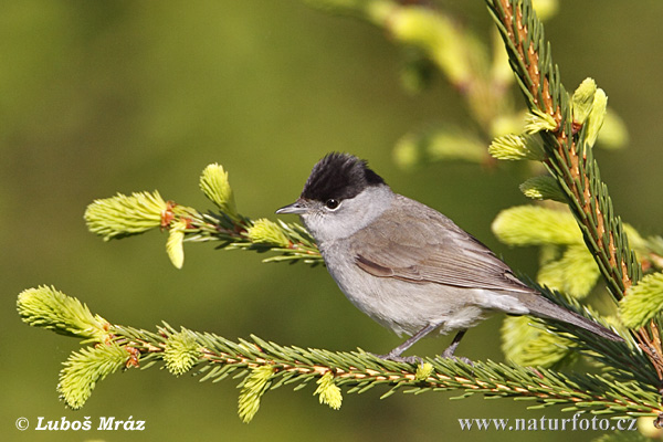 Penica čiernohlavá (Sylvia atricapilla)