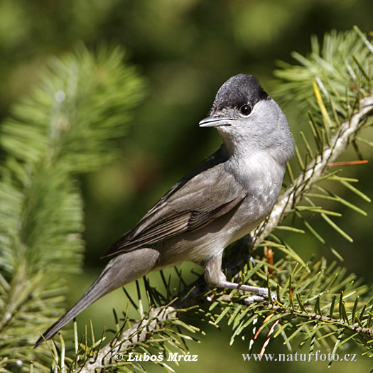 Penica čiernohlavá (Sylvia atricapilla)