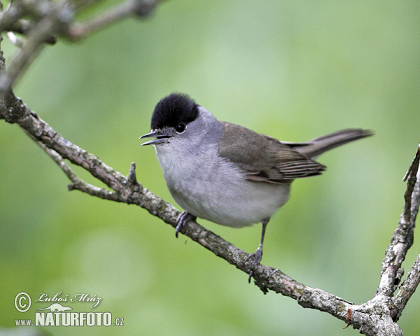 Penica čiernohlavá (Sylvia atricapilla)