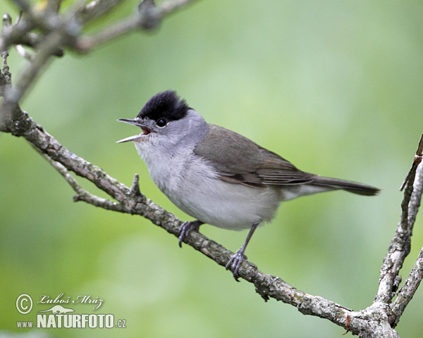 Penica čiernohlavá (Sylvia atricapilla)