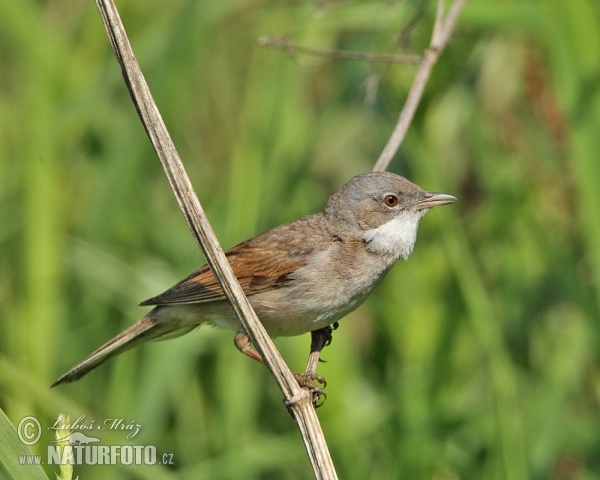 Penica obyčajná (Sylvia communis)