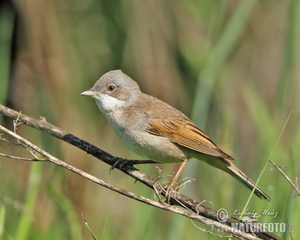 Penica obyčajná (Sylvia communis)