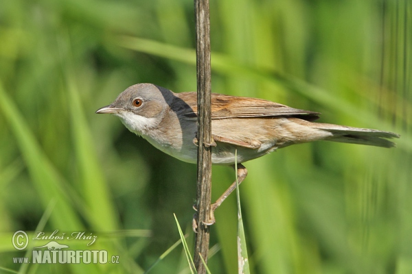 Penica obyčajná (Sylvia communis)