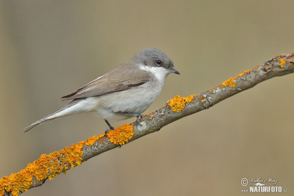 Penica popolavá (Sylvia curruca)