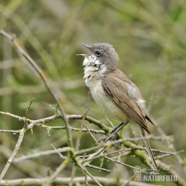 Penica popolavá (Sylvia curruca)