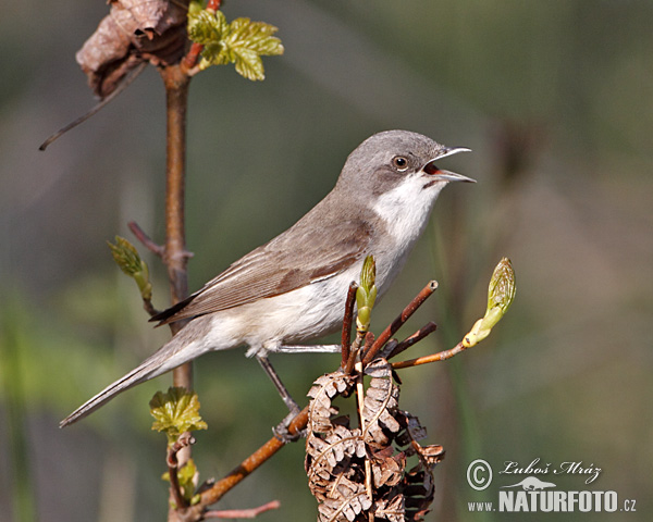 Penica popolavá (Sylvia curruca)