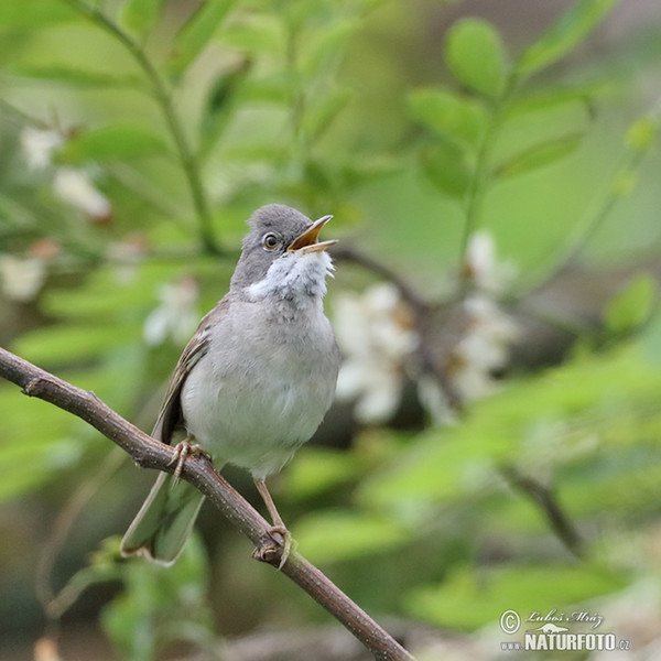 Pěnice hnědokřídlá (Sylvia communis)