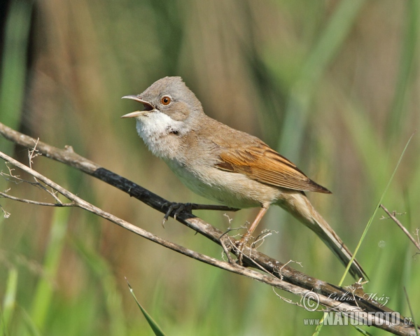 Pěnice hnědokřídlá (Sylvia communis)