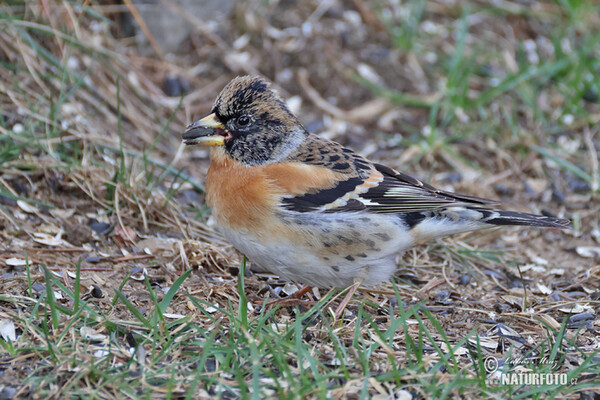 Pěnkava jikavec (Fringilla montifringilla)