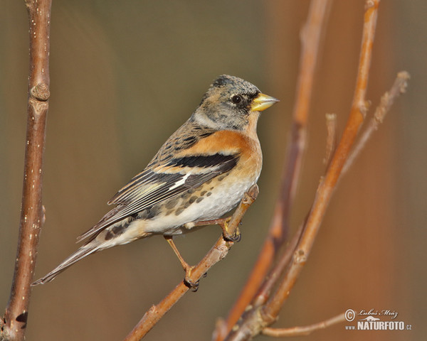 Pěnkava jikavec (Fringilla montifringilla)