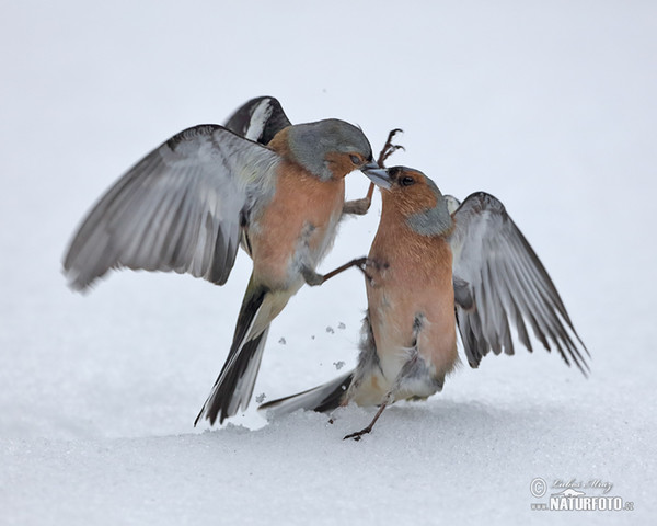 Pěnkava obecná (Fringilla coelebs)