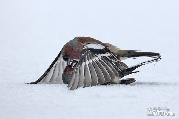 Pěnkava obecná (Fringilla coelebs)