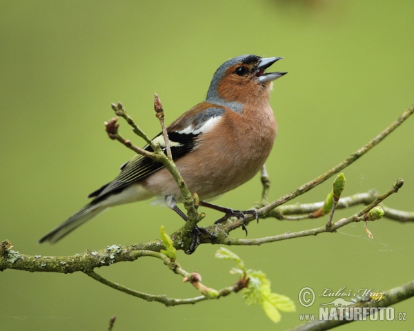 Pěnkava obecná (Fringilla coelebs)