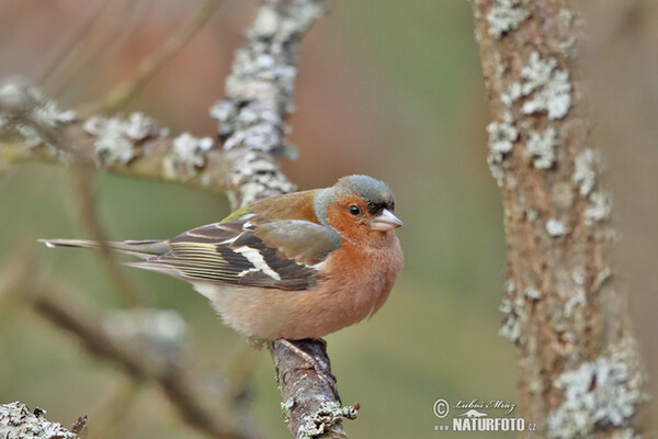 Pěnkava obecná (Fringilla coelebs)