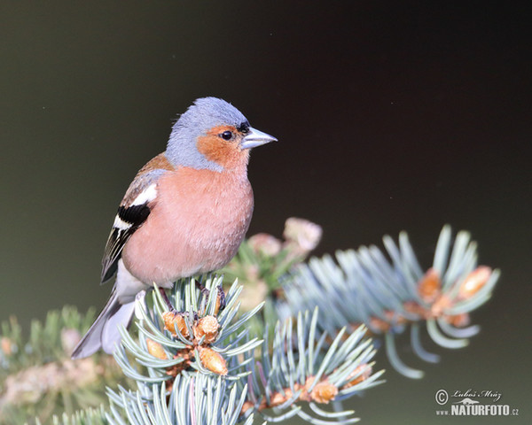 Pěnkava obecná (Fringilla coelebs)