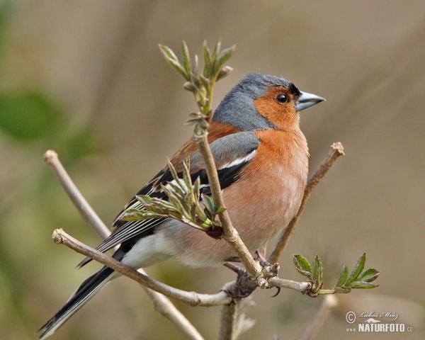 Pěnkava obecná (Fringilla coelebs)