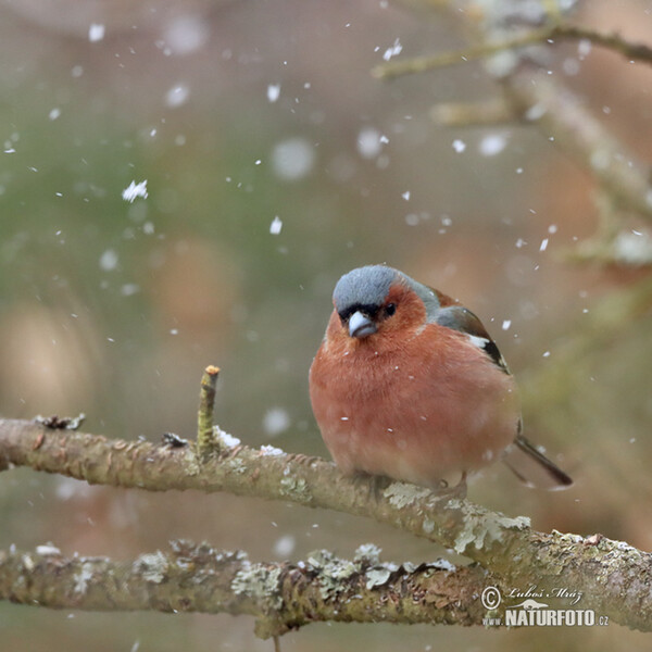 Pěnkava obecná (Fringilla coelebs)