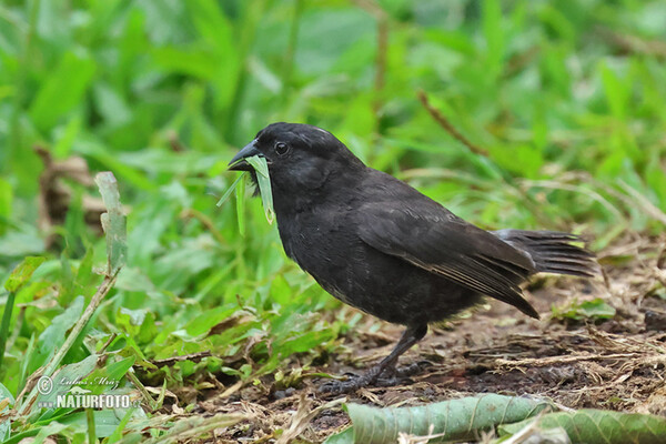 Pěnkavka malá (Geospiza fuliginosa)