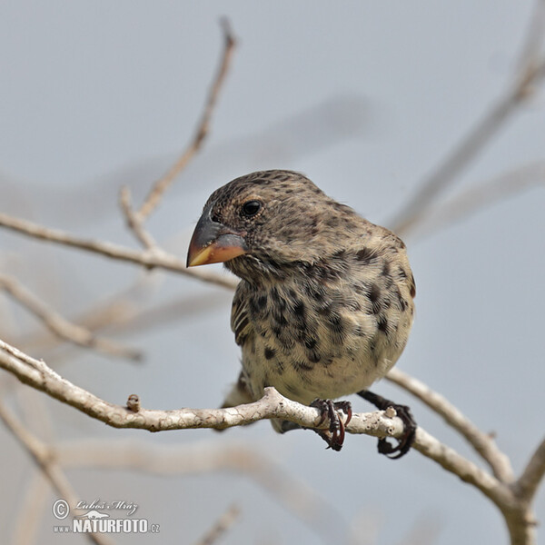 Pěnkavka tlustozobá (Platyspiza crassirostris)