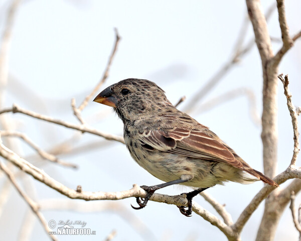 Pěnkavka tlustozobá (Platyspiza crassirostris)