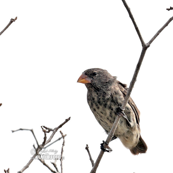 Pěnkavka tlustozobá (Platyspiza crassirostris)