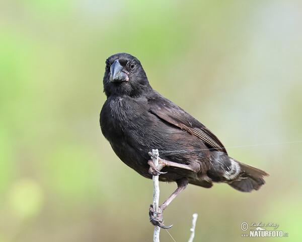 Pěnkavka velkozobá (Geospiza magnirostris)