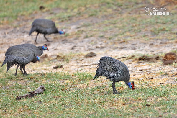 Perlička domáca (Numida meleagris)