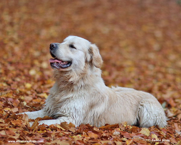 Pes domácí, Zlaty retrívr (Canis lupus familiaris)