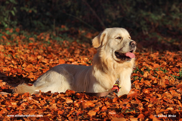 Pes domácí, Zlaty retrívr (Canis lupus familiaris)